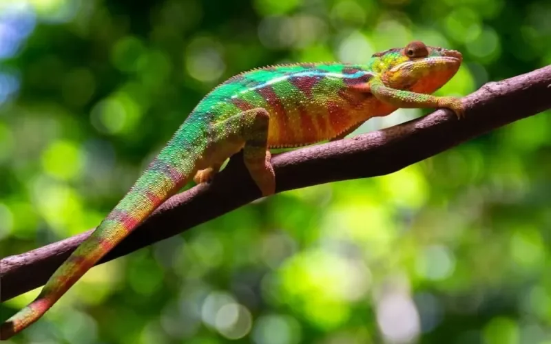 حقائق ستصدمك عن التكييف البيلوجي ومعركة البقاء للأقوى وما هو مصير البشر فيها