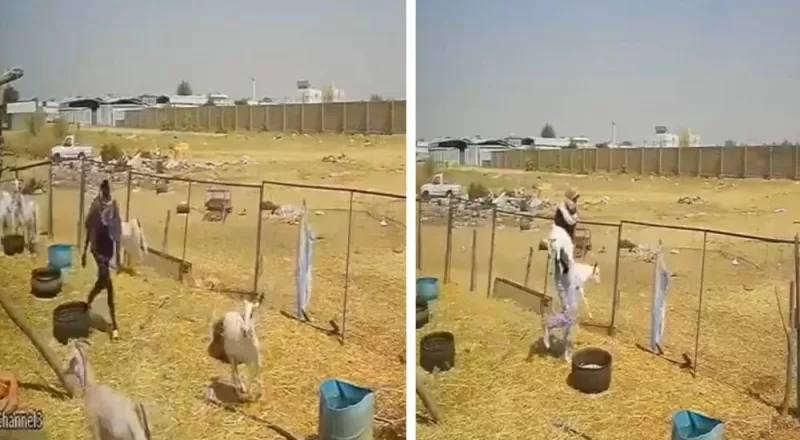 الفيديو الكامل لاغرب عملية سرقة خرفان في السعودية .