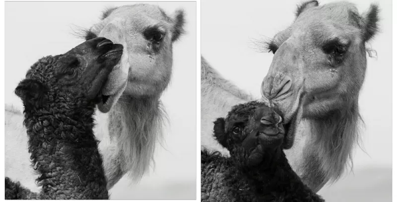 مصور سعودي يوثق صورة حميمة تجمع بين أنثى الإبل وصغيرها “مظهر غير معتاد”