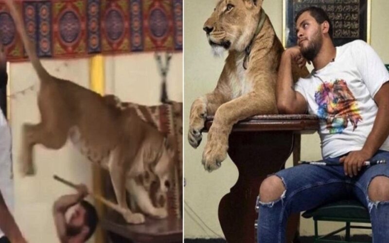 شاهد: أسود داخل منزل في مصر تثير جدلا واسعا.. وصاحبها يكشف سببا غريبا لوجودها