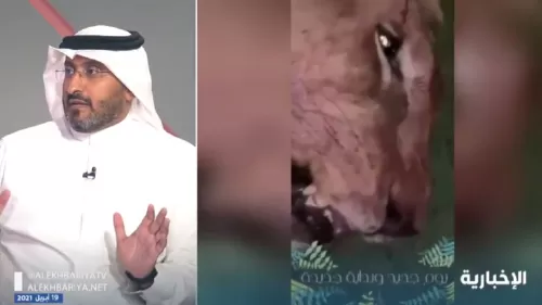 بعد حادثة مقتل سعودي على يد اسد كان يربيه..غرامات وعقوبات سعودية غير مسبوقة لكل من يربي هذه الحيوانات