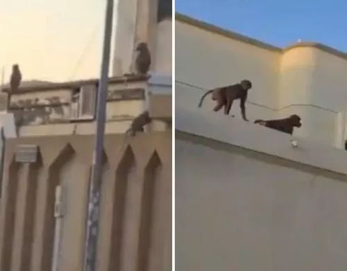 فيديو مروع لقرود متوحشة تقتحم البيوت في الرياض