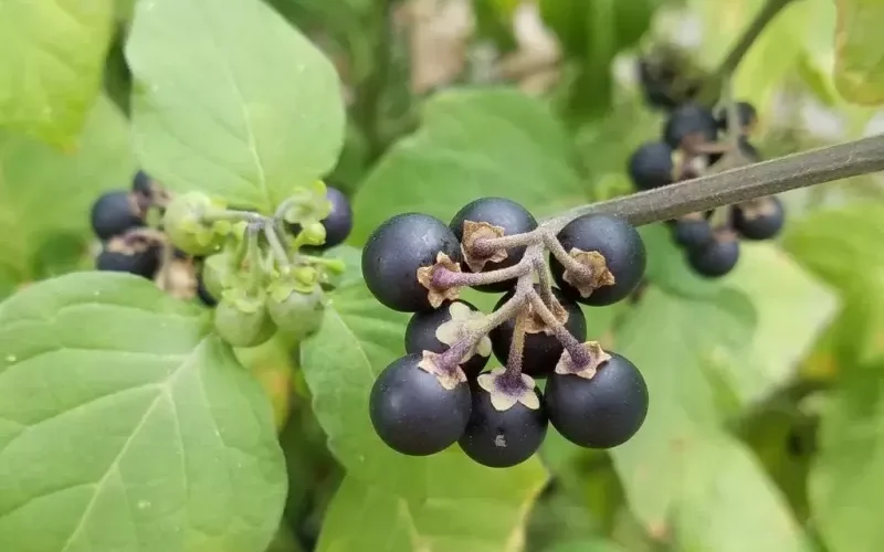 تخلص من كل المسكنات في بيتك  لأن هذه العشبة الطبيعية رخيصة الثمن اقوى من اي مسكن عرفته وبدون اي اثار جانبية