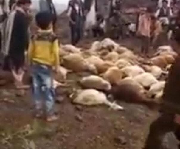 إبادة قطيع من الأغنام بصاعقة رعدية وسط اليمن(شاهد الفيديو)