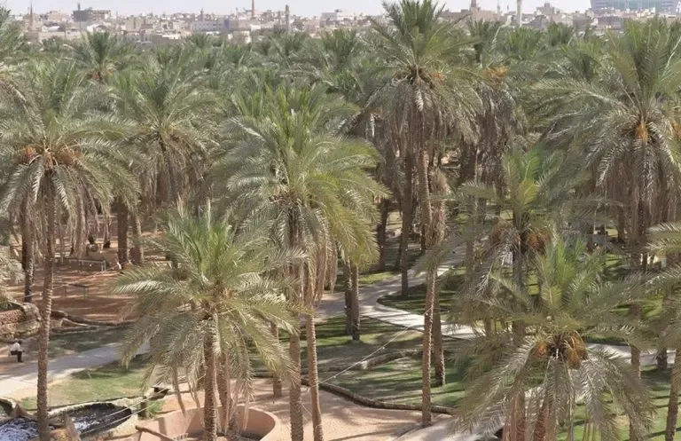 تحذير عاجل في السعودية من هذه الامراض التي تسببها النخيل