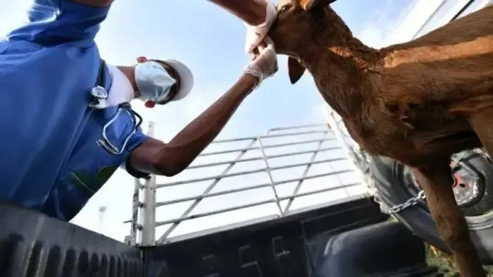 تحذير عاجل من فيروس منتشر بين الاغنام في السعودية قد ينتقل للبشر وهذا ما يجب فعله قبل شراء أي أُضحية