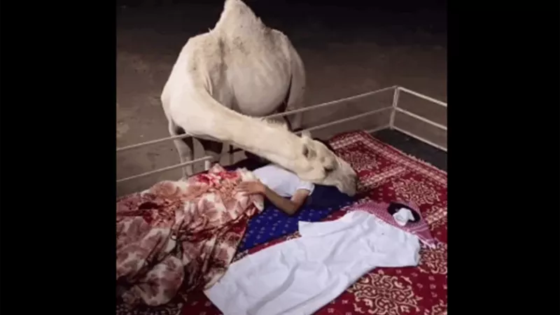 شاهد: فيديو يشعل السعودية لناقة تحتضن صاحبها وهو نائم كأنها أمه