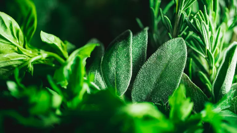 العشبة المعجزة رائحتها زكية وفوائدها خارقة لمرضى السكري تغنيهم عن الحمية وجرعات الانسولين للابد