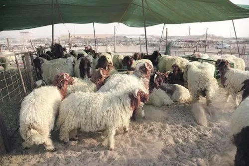 صدمة في السعودية بعد نشر اسعار اضاحي هذا العام