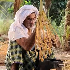 قرار هام حول تمور الإحساء قبل أيام من شهر رمضان