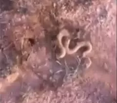 شاهد: شاب سعودي يبحث عن “الفقع” وسط الصحراء ليصادف ثعباناً ضخماً افقدهُ الحياة