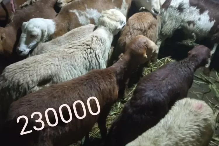شاهد: أقل سعر لأضحية العيد في عدن