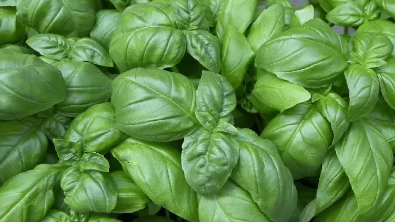 عشبة تجدها في كل مكان رخيصة الثمن لكن مفعولها جبارويغنيك عن حقن الانسولين وتستطيع ان تأكل ما تريده بدون خوف