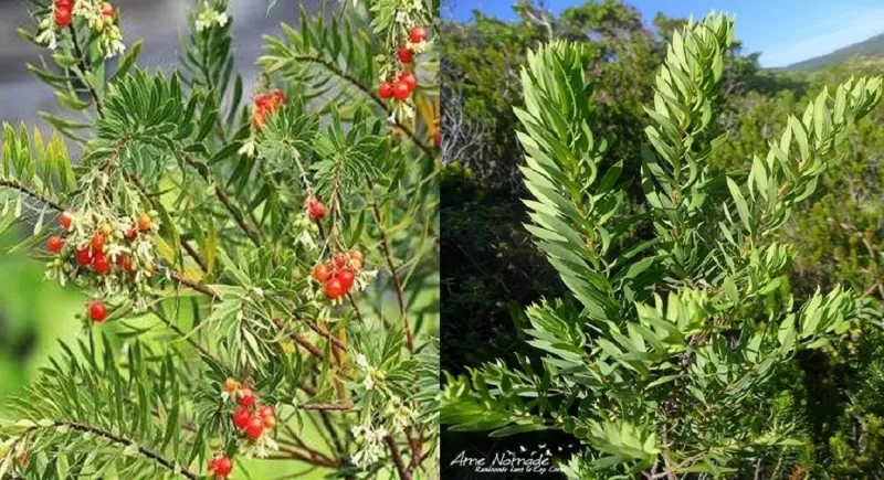 اليكم هذه العشبة الرخيصة المتوفرة بكثرة تخلصك من الغازات والامساك والام القولون في دقائق .. تعرف عليها !