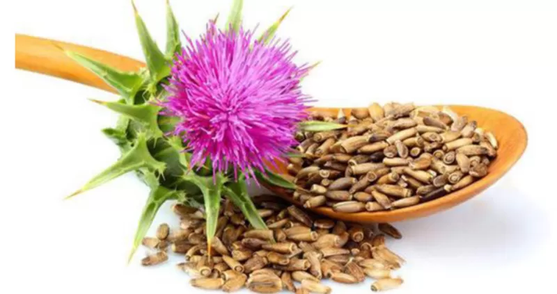 كنز رباني في هذه العشبة رخيصة الثمن لزيادة افراز الأنسولين وخفض السكري بدون ادوية