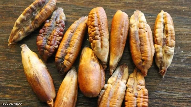 كل هذه المعجزات في نواة التمر لن ترميها بعد اليوم