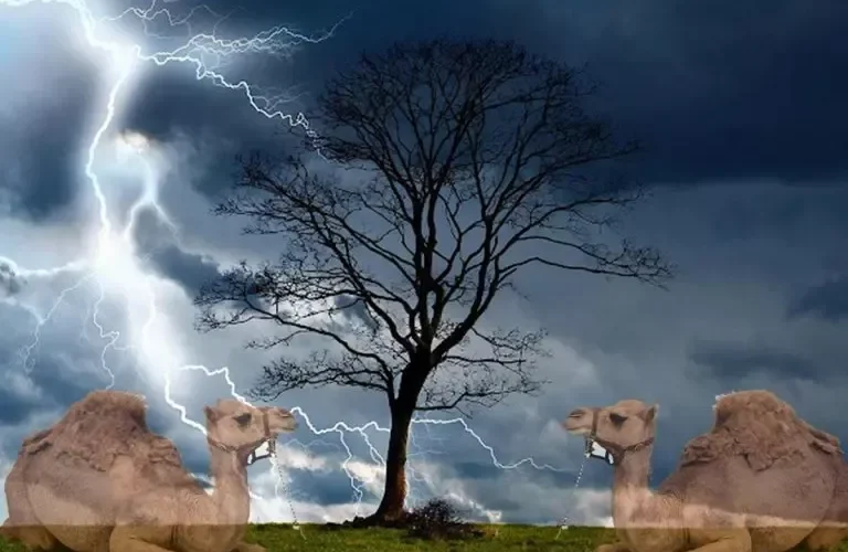 بالفيديو: صاعقة تقضي على قطيع إبل بالكامل في جازان