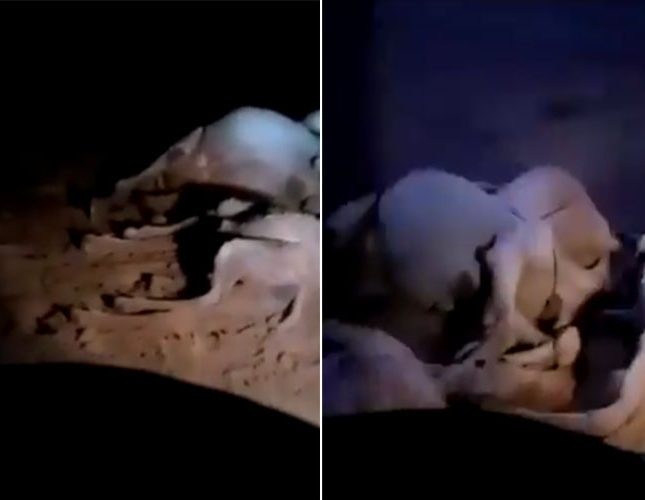صاعقة في السعودية تقتل قطيع كامل من الإبل (فيديو)