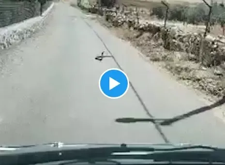 فيديو مرعب لصراع بين أفاعي ضخمة سامة على طريق عام في المملكة