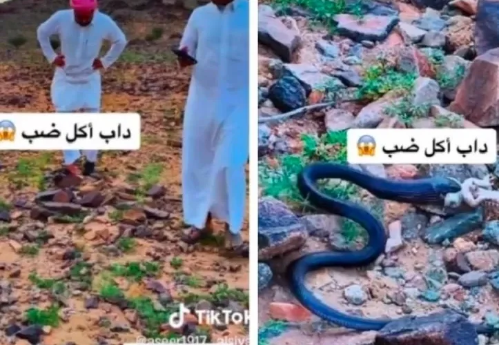 بالفيديو: ثعبان اسود يرتكب مجزرة بشباب في البر في السعودية