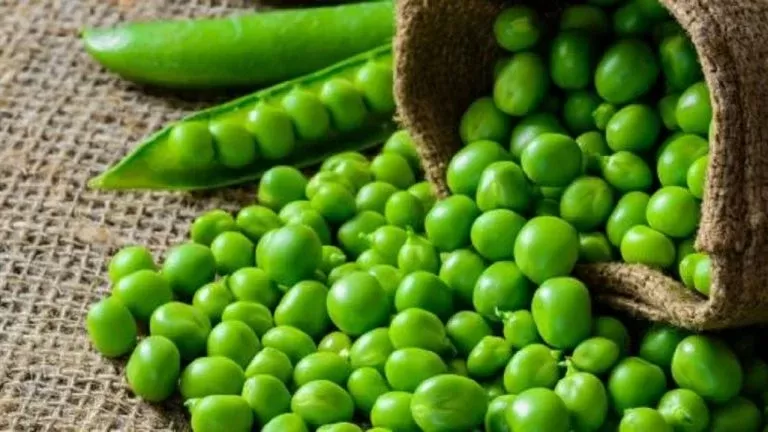 سر لا تتوقعه سيجعلك لا تتوقف عن تناول البـازلاء الخضراء