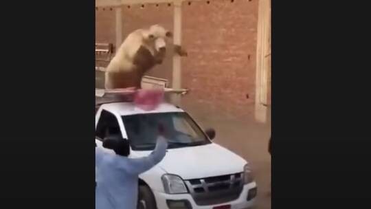 مصر.. عجل خارق حطم سيارة وكاد يقتل كل من حوله في عيد الأضحى (فيديو)