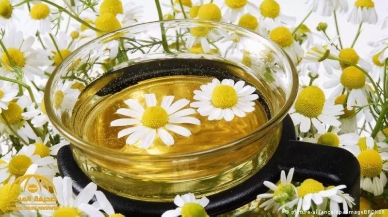 الغذاء والدواء السعودية تحذر من عشبة البابونج لهذا السبب.؟