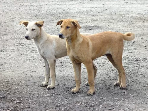 صدمة في السعودية بعد كشف تفاصيل استخدام كلاب مدربة لسرقة اموال في هذه المدينة بالمملكة