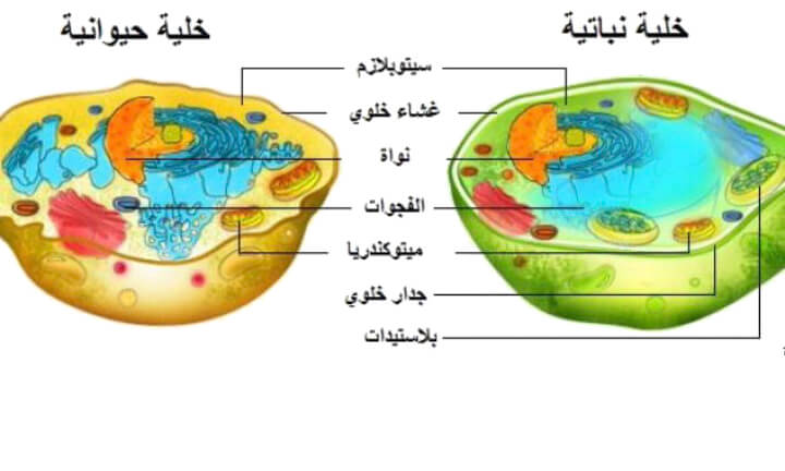 شرح كامل عن الفرق بين الخلية النباتية والخلية الحيوانية